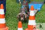 Welpen  30.08.2025 32